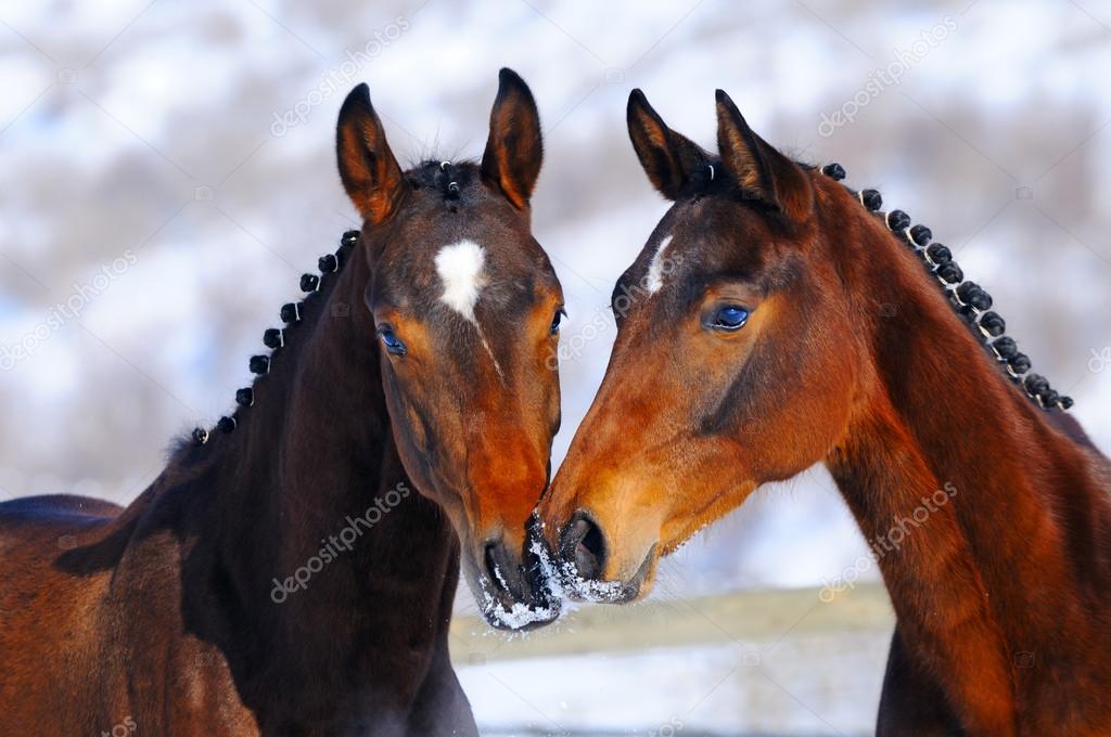 Two young horses playing on the snow field