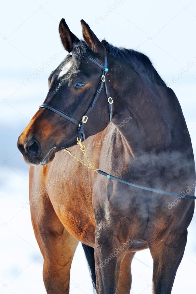 Portrait of black young horse in winter