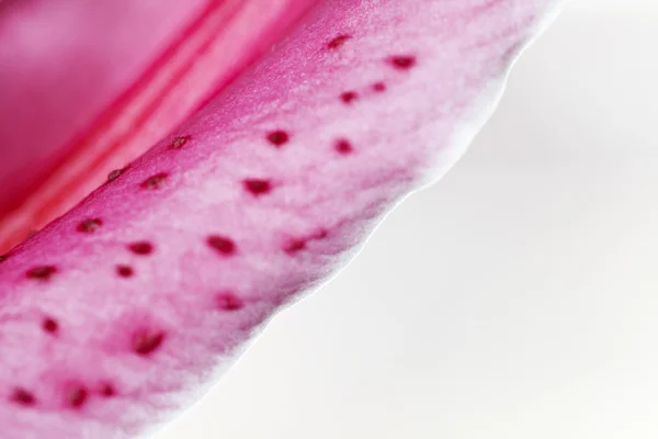 난초-(가까이) — 스톡 사진
