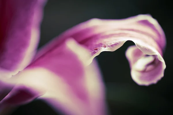 Orchidej - (zblízka) — Stock fotografie