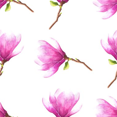 El çizimi suluboya desensiz manolya ya da lale ağacı pembe çiçeklerinin beyaz arkaplan üzerine çizimi.