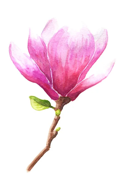 Hand Dras Akvarell Illustration Magnolia Eller Tulpan Träd Rosa Blomma — Stockfoto