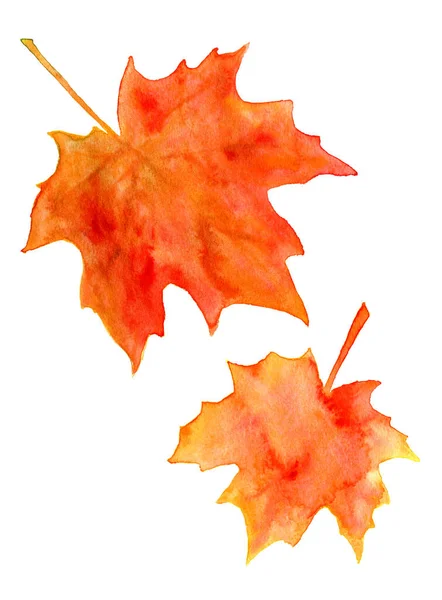 Bright Orange Watercolor Autumn Maple Leaves Isolated White Background — Stock Photo, Image