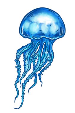 El çizimi mavi denizanası beyazın üzerinde izole edilmiş. Uzun dokunaçlı Medusa sanat vektörü çizimi. Deniz doğası, sualtı yaşam hayvanı..