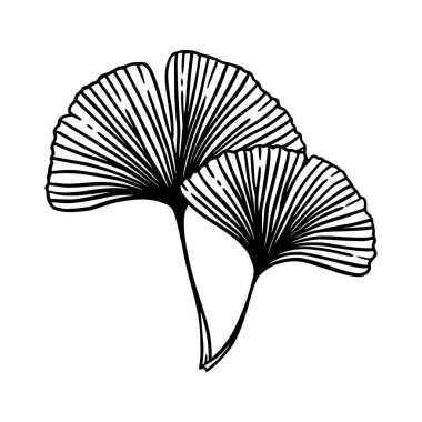 Ginkgo ya da Gingko Biloba yaprakları. Doğanın botanik vektör oymacılığı, beyazın üzerine izole edilmiş siyah bitkisel tıp grafiği.