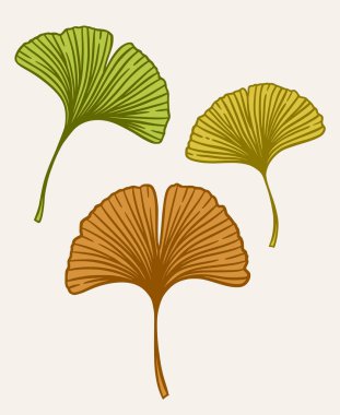 Ginkgo ya da Gingko Biloba yaprakları. Doğa botanik vektör illüstrasyonu, bitkisel tıp grafiği beyaz üzerine izole edilmiş.