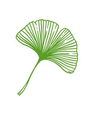 Yeşil Ginkgo veya Gingko Biloba yaprağı. Doğa botanik vektör illüstrasyonu, bitkisel tıp grafiği beyaz üzerine izole edilmiş.