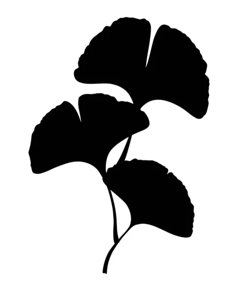 Rama Ginkgo Gingko Biloba Con Hojas Ilustración Silueta Vector Botánico — Archivo Imágenes Vectoriales