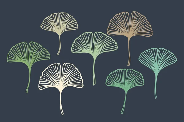 Ginkgo Gingko Biloba Hojas Conjunto Ilustración Del Vector Botánico Naturaleza — Archivo Imágenes Vectoriales