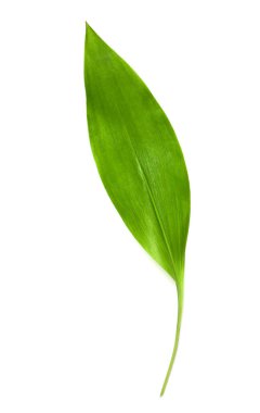 Vadi yaprağının bir zambağı beyaza izole edilmiş..