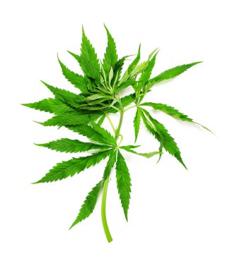 Bir kenevir (marihuana) beyaz üzerine izole edilmiş.