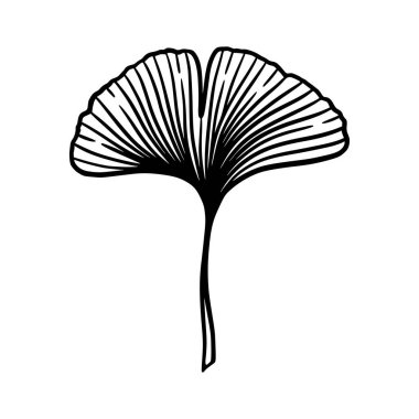 Ginkgo ya da Gingko Biloba yaprağı. Doğanın botanik vektör oymacılığı, beyazın üzerine izole edilmiş siyah bitkisel tıp grafiği.