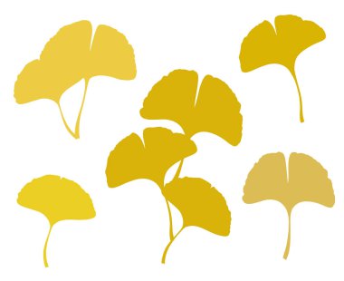 Sonbahar Ginkgo veya Gingko Biloba yaprakları hazır. Doğa botanik vektör illüstrasyonu, bitkisel tıp grafiği beyaz üzerine izole edilmiş.