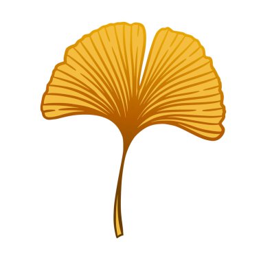 Turuncu Ginkgo ya da Gingko Biloba yaprağı. Doğanın botanik sonbahar vektör çizimi, beyazın üzerine izole edilmiş bitkisel tıp grafiği.