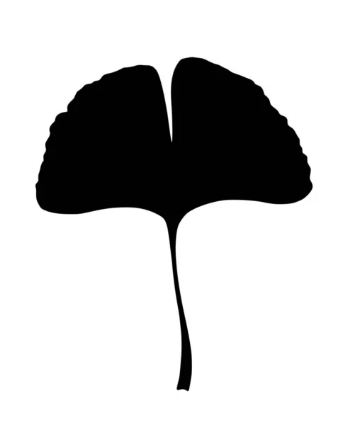 Ginkgo Gingko Biloba Blad Natuur Botanische Vector Silhouet Illustratie Kruiden — Stockvector