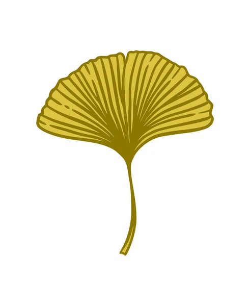 Hoja Ginkgo Gingko Biloba Ilustración Del Vector Botánico Naturaleza Gráfico — Archivo Imágenes Vectoriales