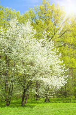 Parkta bahar zamanı - çiçek açan kiraz ağacı ve parlak yeşil çimenler, güneş ışınları etkisi.