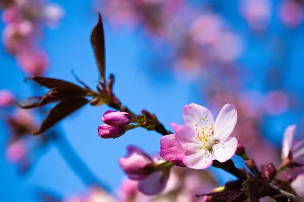 Blossom Almond Tree Nature Background Spring Flowers Sunny Day Shallow — Stock Photo, Image