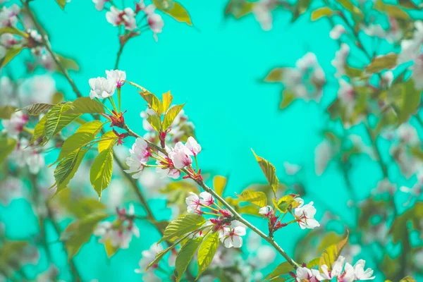 Sakura Japanese Cherry Branches Blue Sky Sunlight Soft Retro Toning — Stock Photo, Image