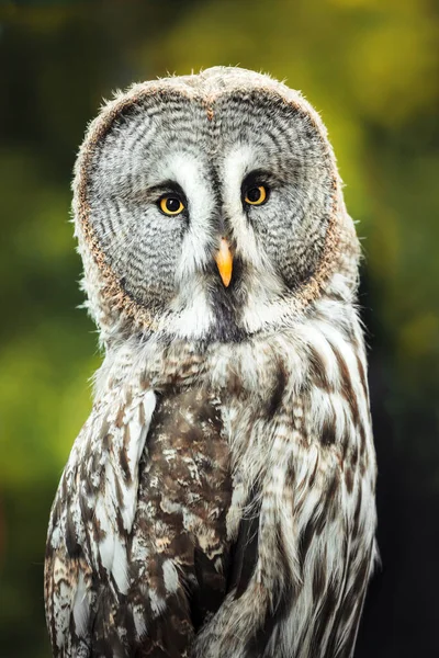 Retrato Cerca Búho Tawny Strix Aluco Bosque — Foto de Stock