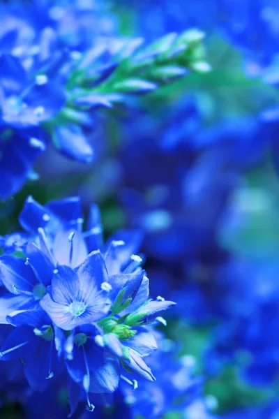 Close Bright Blue Wild Flowers Nice Floral Background Shallow Dof — Stock Photo, Image