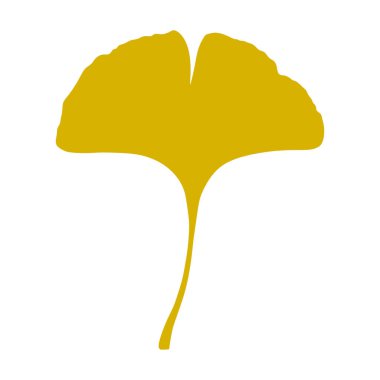 Güz Ginkgo veya Gingko Biloba yaprağı. Doğa botanik vektör illüstrasyonu, bitkisel tıp grafiği beyaz üzerine izole edilmiş.