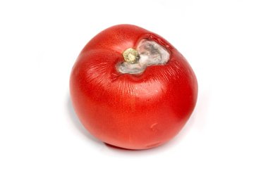 Çürümüş domates, yüzeyinde çürük, çürümüş ürün ve yiyecek artıklarını gösterir. Sağlık güvenliği, depolama ipuçları ve mutfak hijyeni konuları.