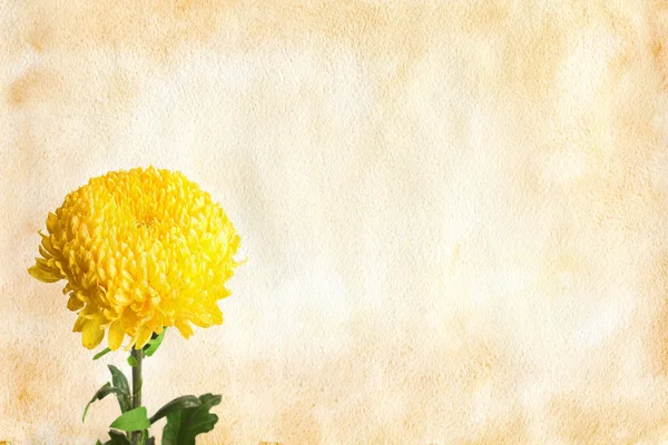 Chrysanthemum flower on vintage paper — Stock Photo, Image