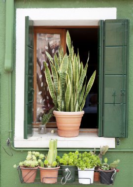 Burano windows