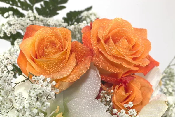 Orange Rose — Stockfoto