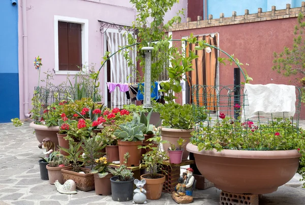 Plantas de Cactus Pot — Foto de Stock