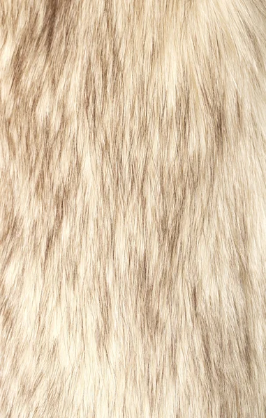Päls bakgrund毛皮の背景 Royaltyfria Stockfoton