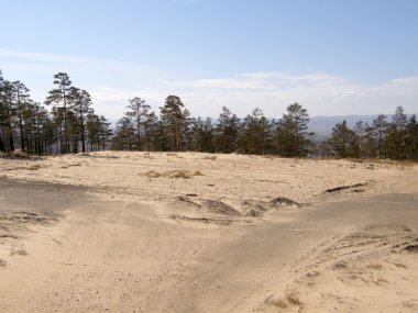 Sandy hill ormandaki.