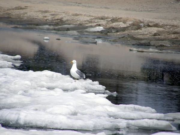 Gaivota e Gaivota no lago. Buryatia. Sibéria . Imagens De Bancos De Imagens Sem Royalties