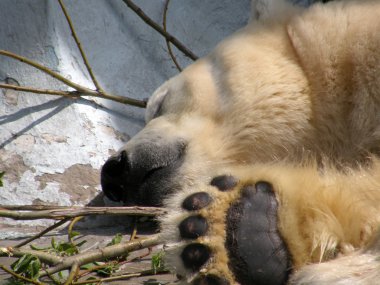 Büyük uyku kutup ayısı