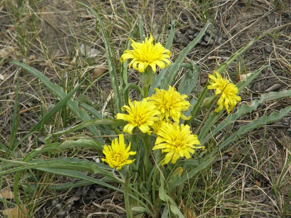 Flores de primavera na natureza — Fotografia de Stock