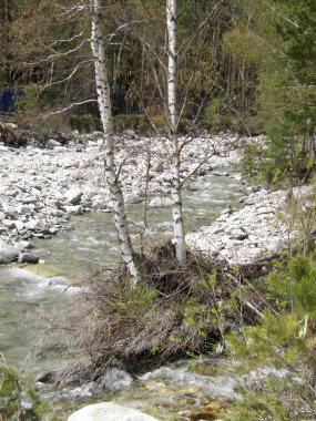 Ormandaki nehir dağ. Arshan. Buryatia. Sibirya.