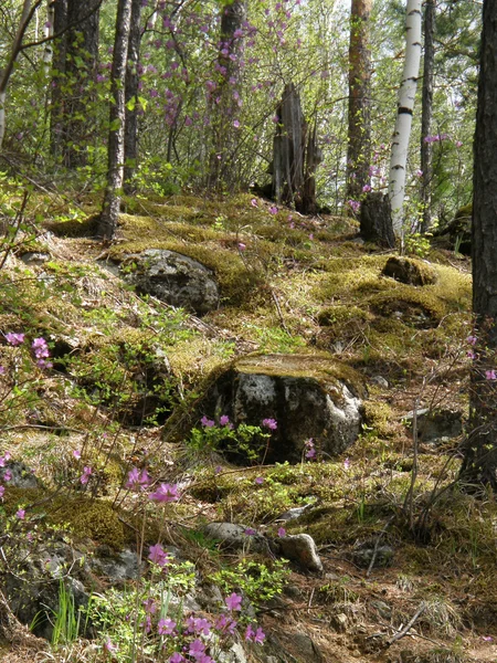 Spring Taiga. Arshan. Buryatia. Siberia. — Stock Photo, Image