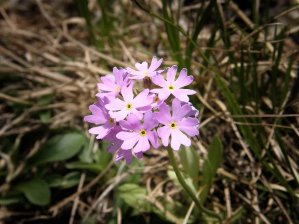 Spring flowers in nature. — Stock Photo, Image