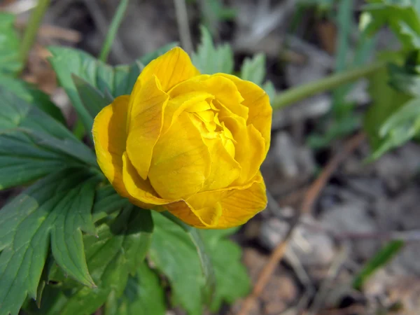 Spring flowers in nature. — Stock Photo, Image