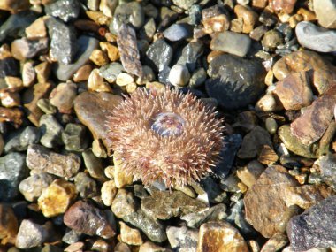 Sahildeki deniz kestanesi.