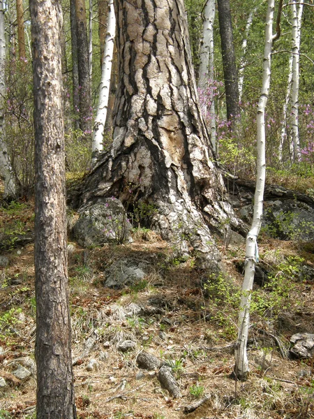 Le tronc de l'arbre dans la forêt. Sibérie . — Photo