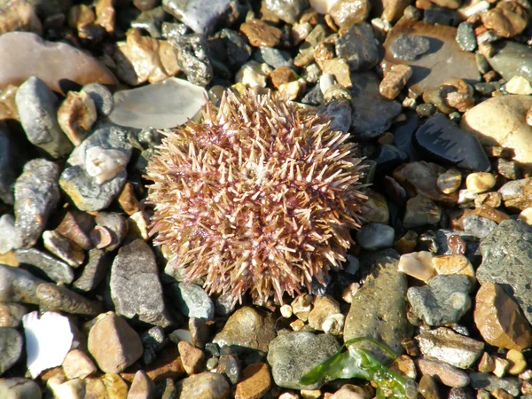 Armadura erizo de mar — Foto de Stock