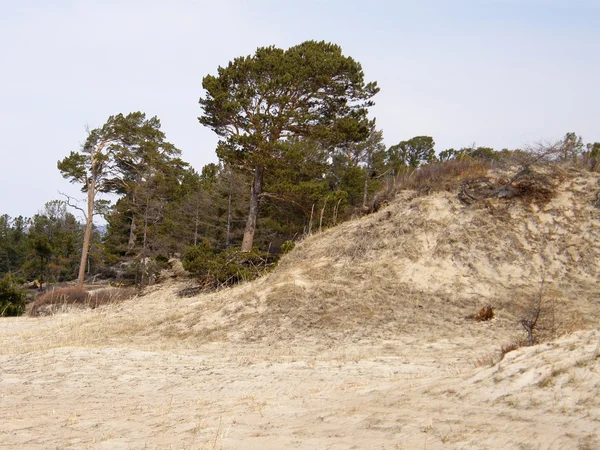 Çam ormanı ve kumlu plaj deniz baykal yakın. Sibirya. — Stok fotoğraf