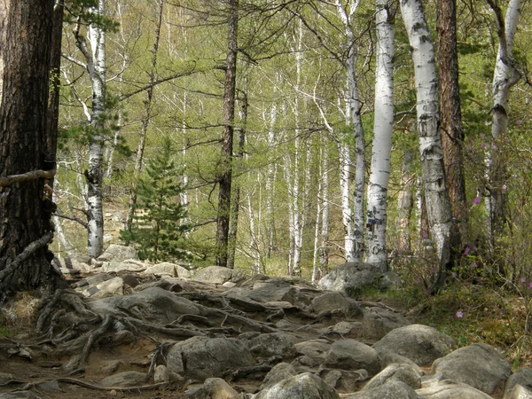 Ormandaki ağaç gövde. Sibirya. — Stok fotoğraf