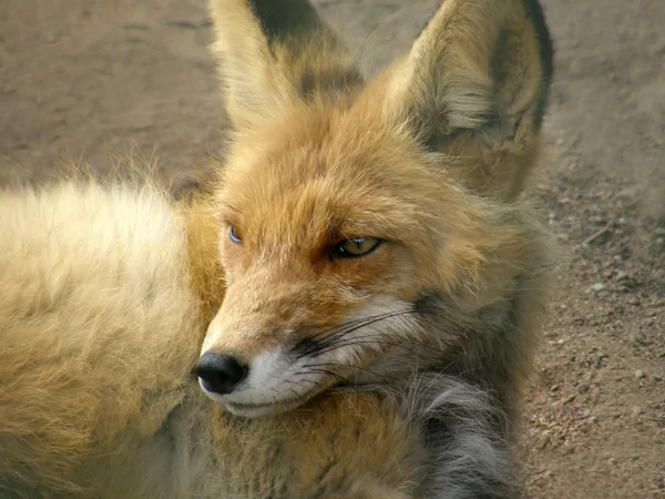 Durmiendo tranquilamente zorro — Foto de Stock