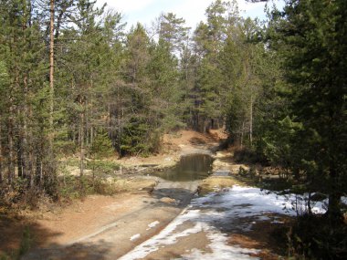Çam ormanı ve kumlu plaj deniz baykal yakın. Sibirya.