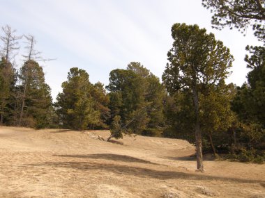 Çam ormanı ve kumlu plaj deniz baykal yakın. Sibirya.