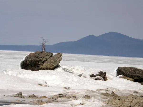 Een gesteente schildpad op het Baikalmeer. — Stockfoto