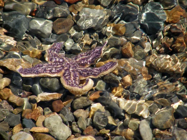 Морская звезда на пляже. — стоковое фото